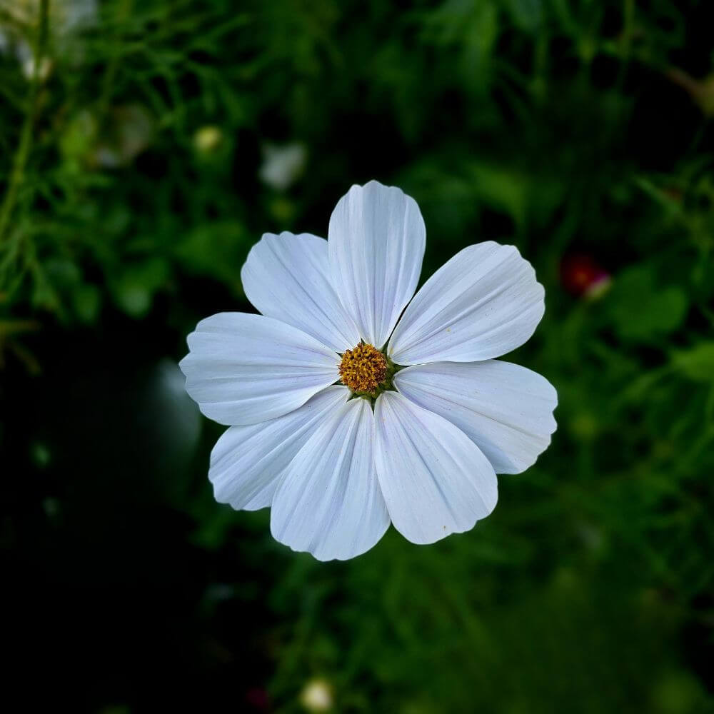 cosmos flower swaying on thin stems