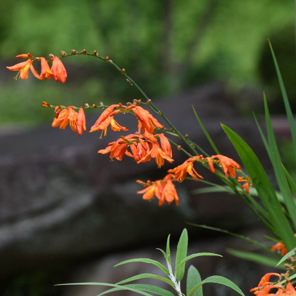 Fiery orange crocosmia flower spikes