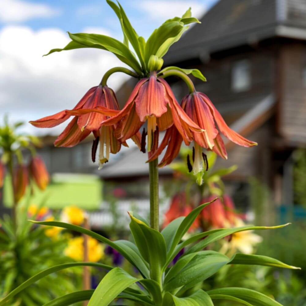 Tall Crown Imperial with orange bell-shaped flowers