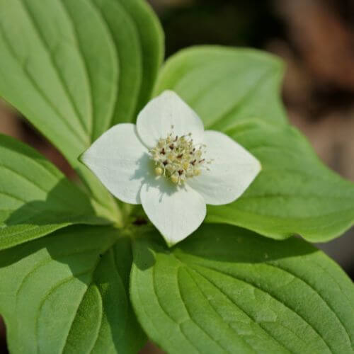 National Flower of Canada-Bunchberry
