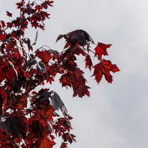 National Flower of Canada-Maple Leaf