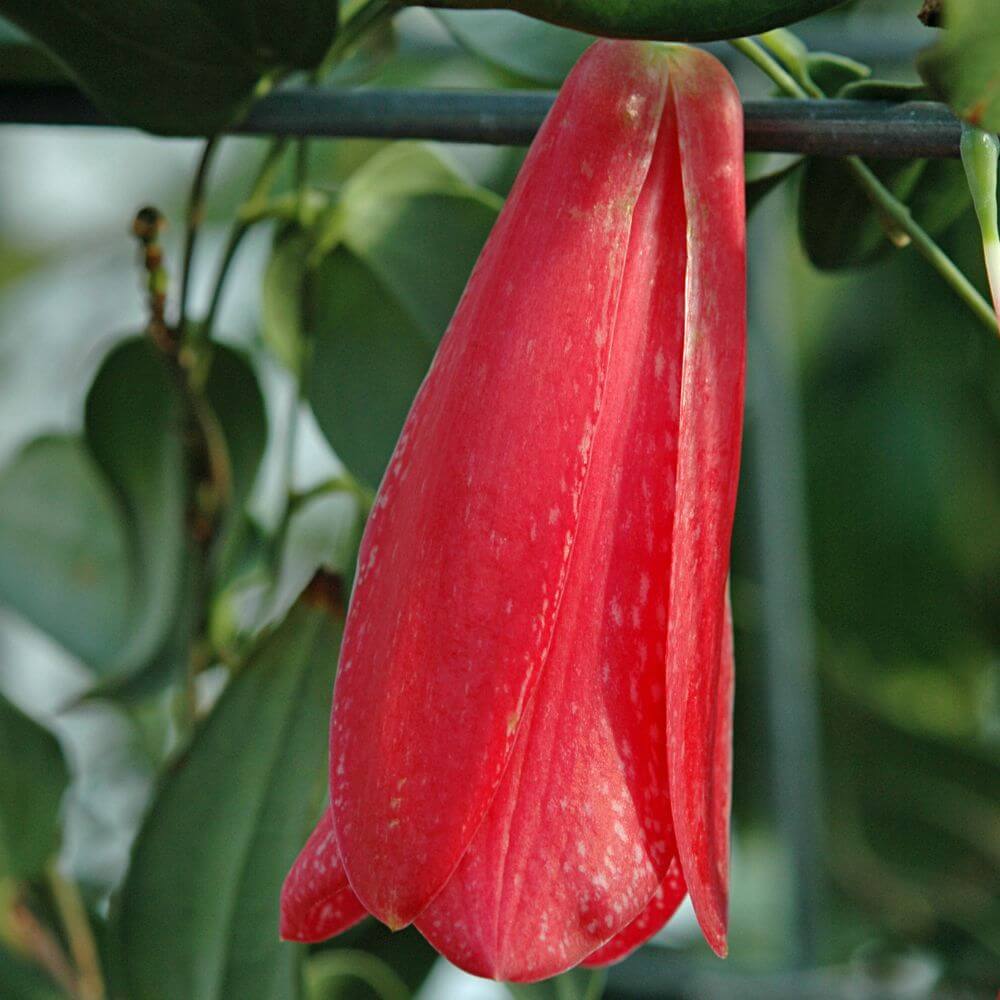 Chilean Copihue Flower-National Flower of Chile