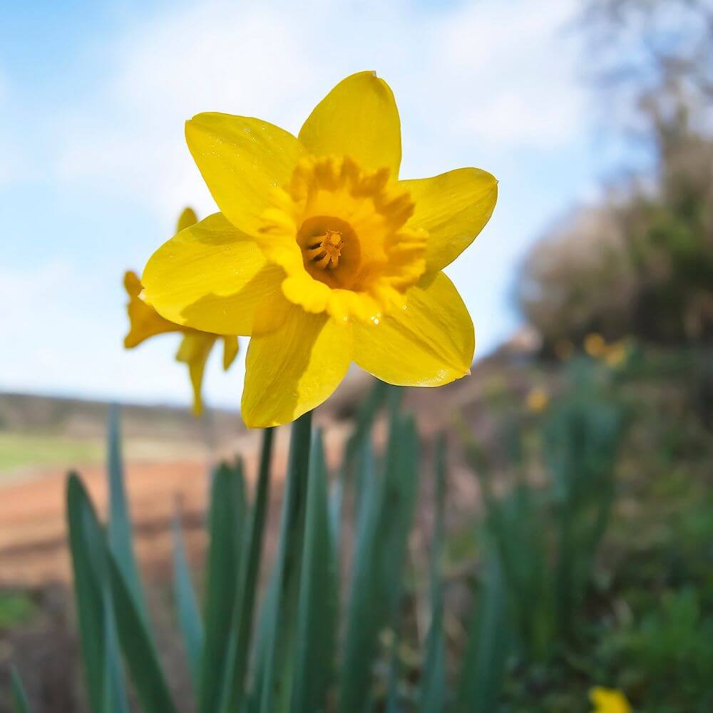 Yellow daffodil-Flowers That Start With D