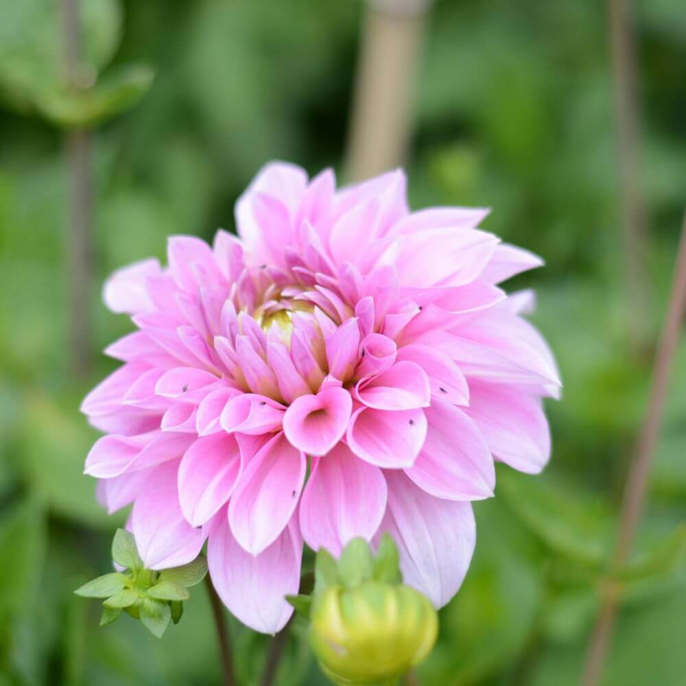 Pink dahlia flower in full bloom