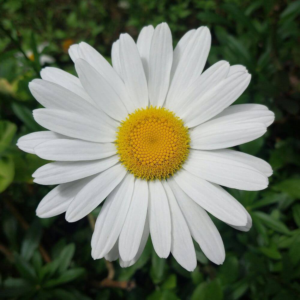 White daisy-Flowers Starting With D