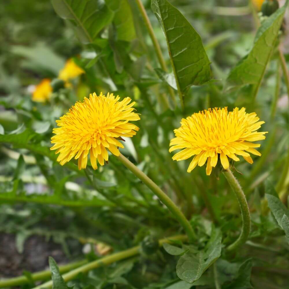 Yellow dandelion flowers in grass