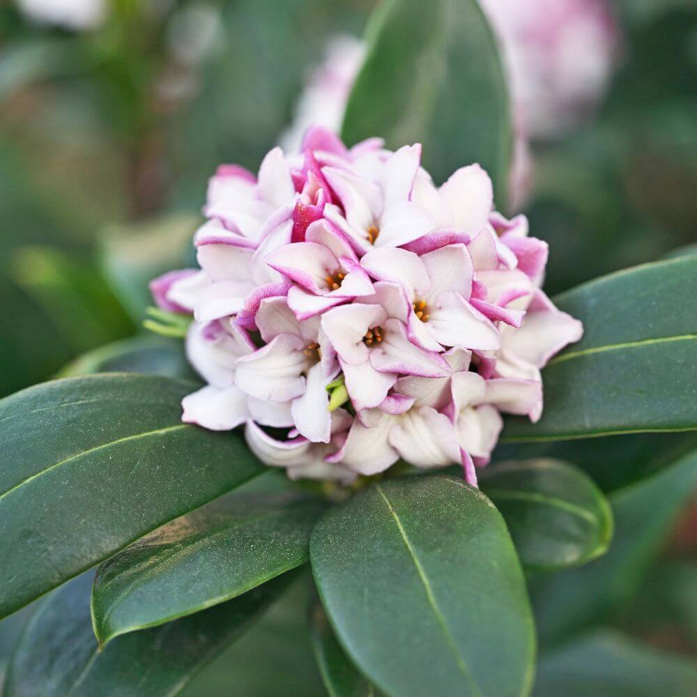 Fragrant daphne flowers on evergreen shrub