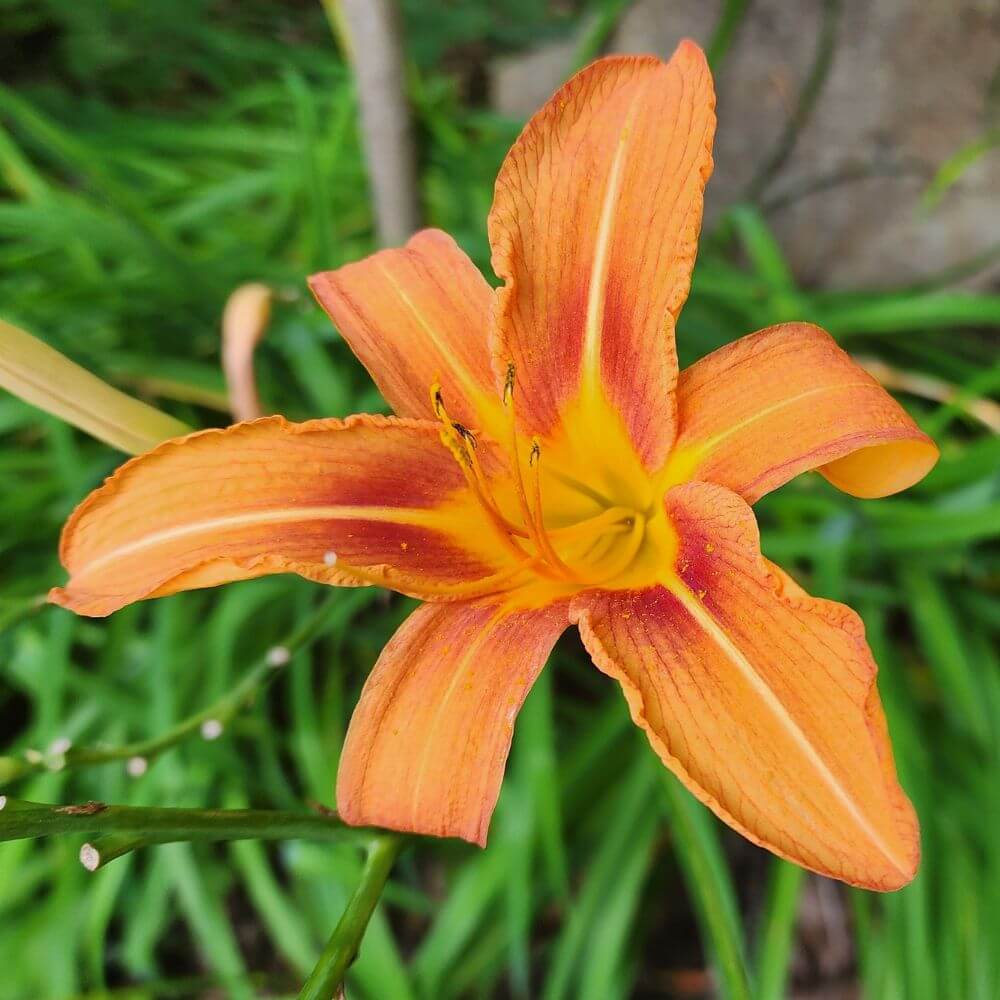 Orange daylily flower in summer garden