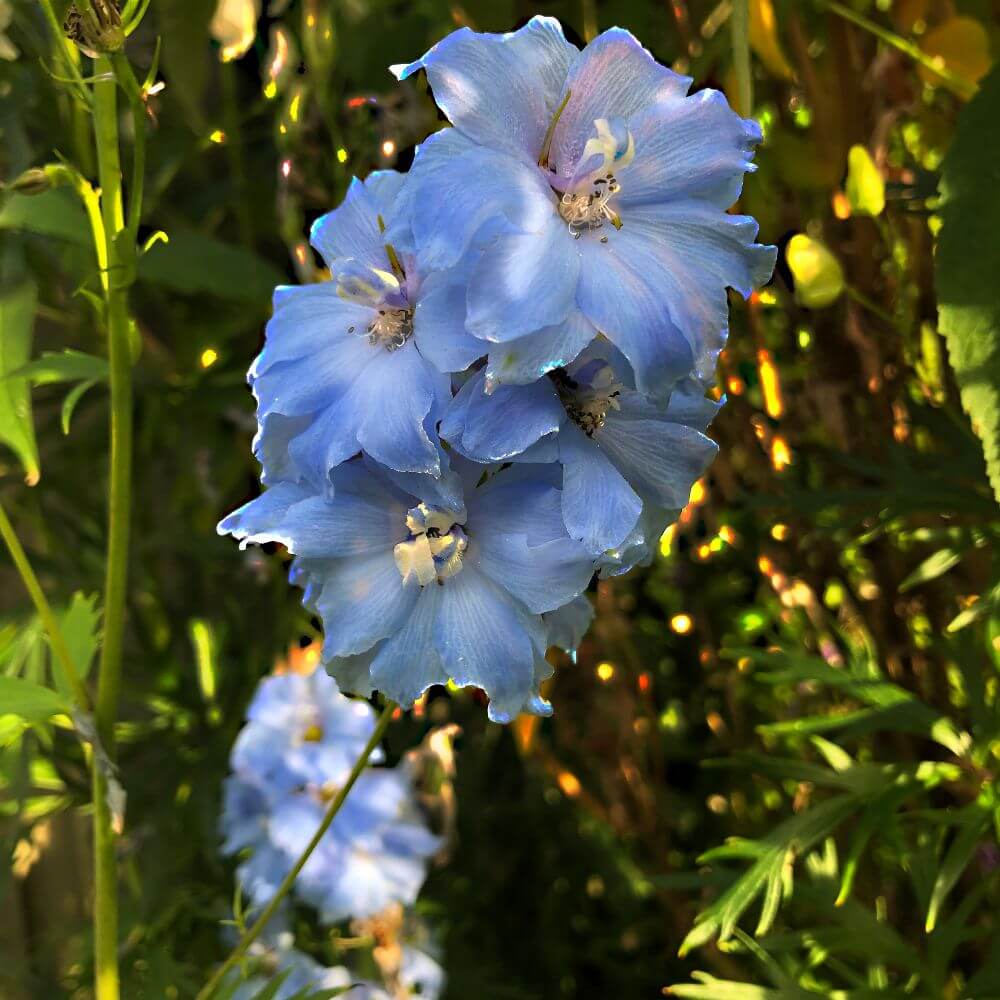 Tall blue delphinium-Flowers That Start With D