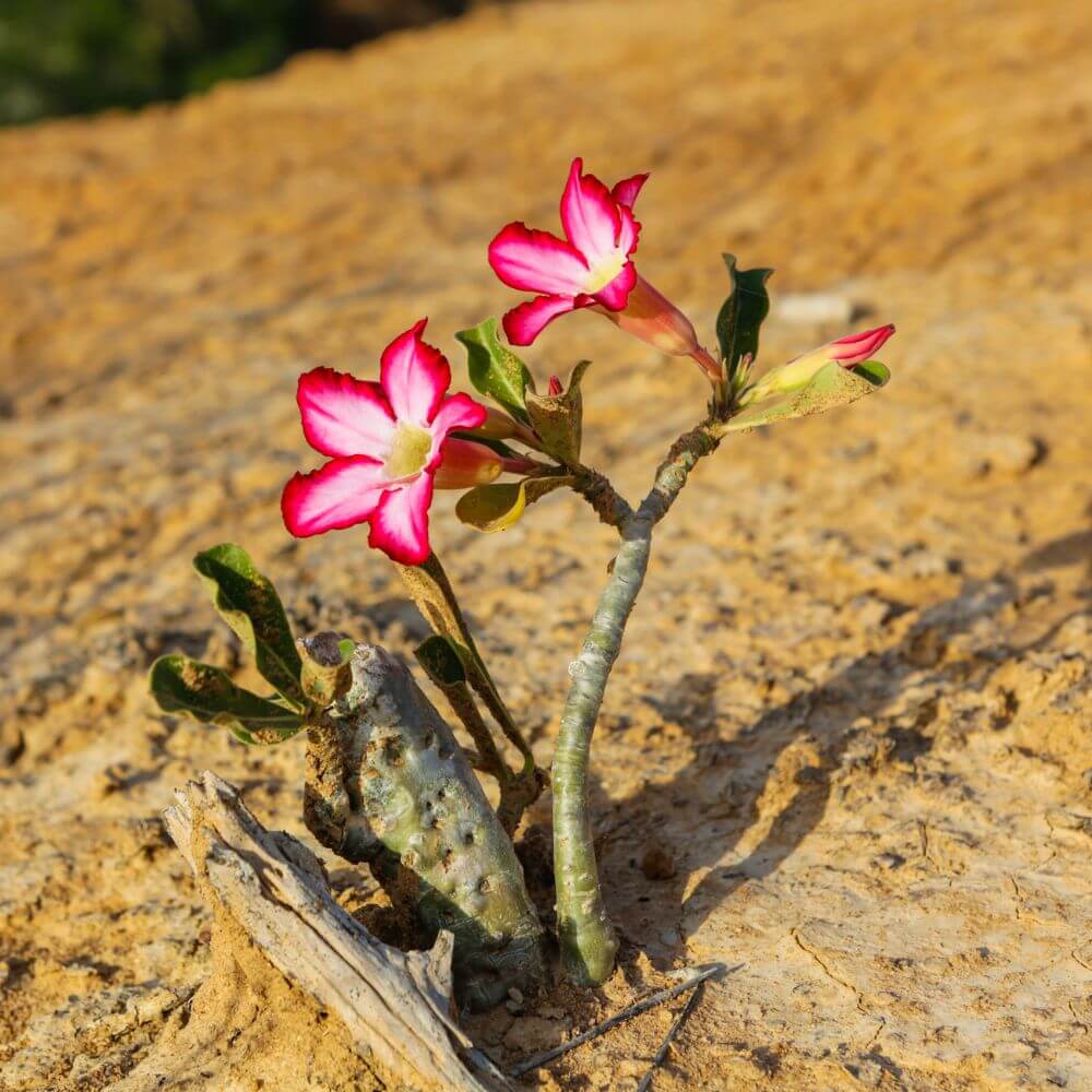 Desert rose plant with pink flowers