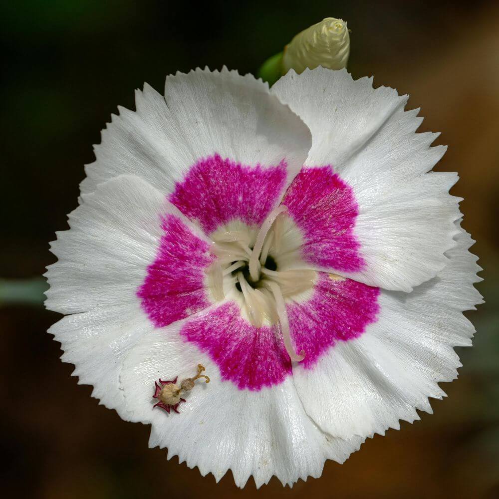 Pink dianthus-Flowers That Start With D