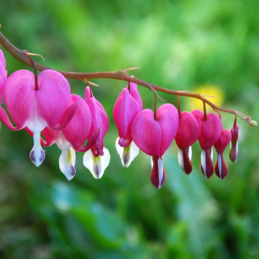 Dicentra flowers hanging from arching stems