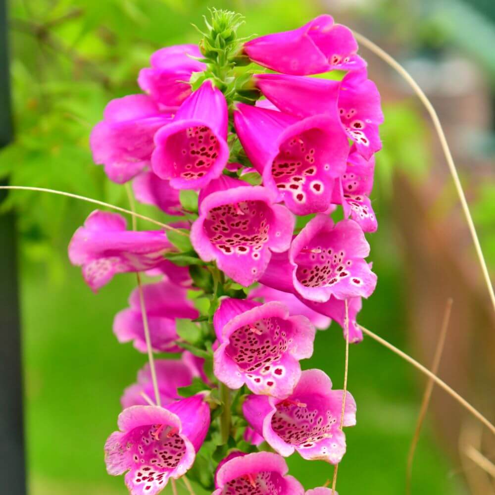 Pink Digitalis flowers on tall stem