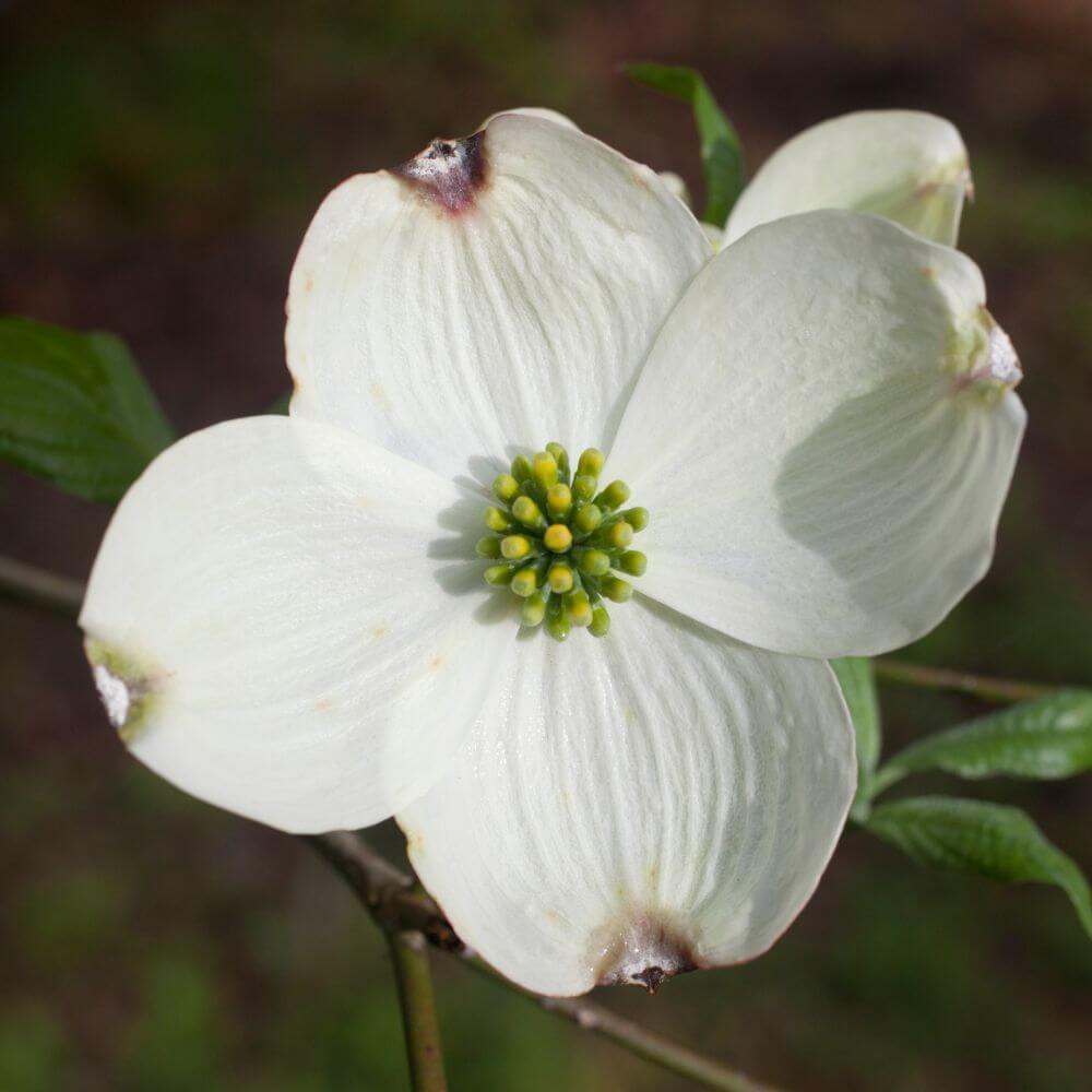 White dogwood blossoms-Flowers That Start With D