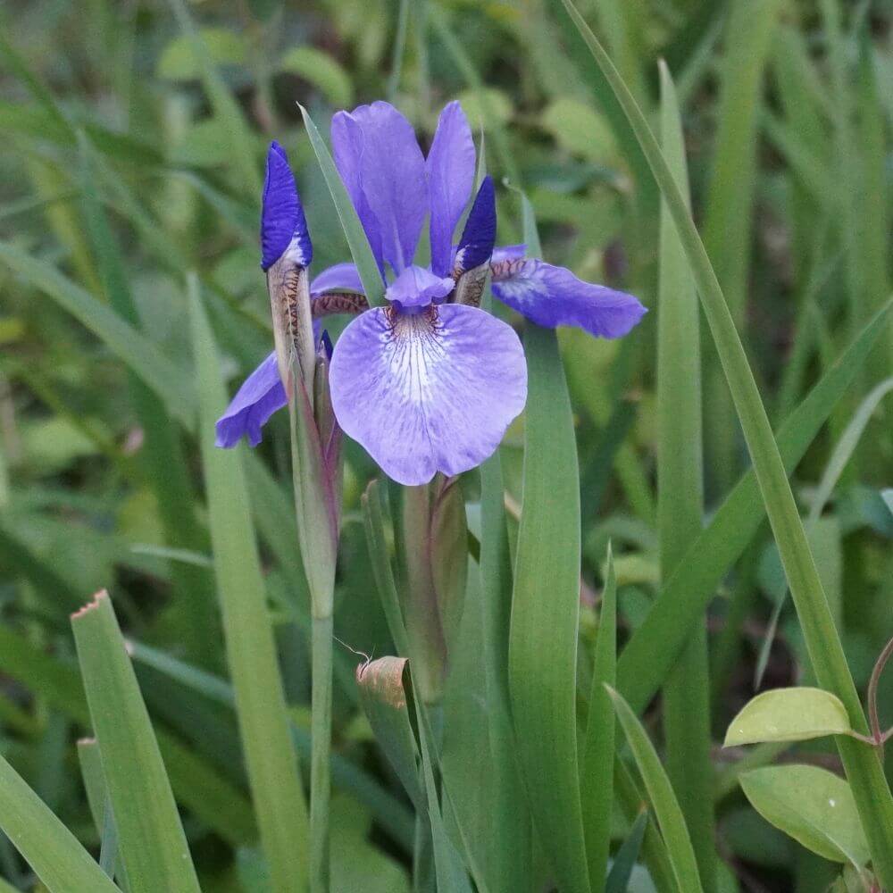 Purple Dutch iris flower in bloom