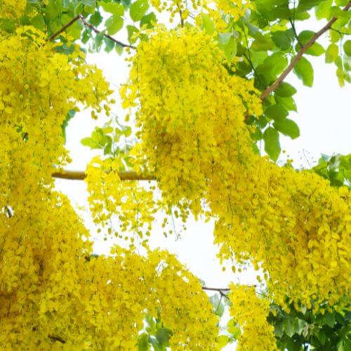 Close-up of the Golden Shower Flower