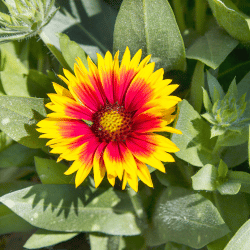 Red and yellow Gaillardia blanket flower