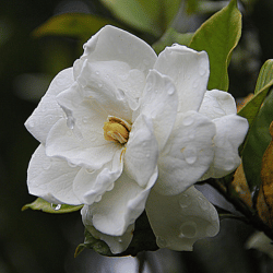 Creamy white Gardenia flower with thick petals