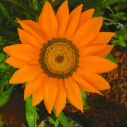 Orange Gazania-Flowers Starting With G