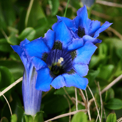 Vivid true-blue Gentian-Flowers That Start With G