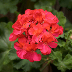 Cluster of red Geranium-Flowers That Start With G