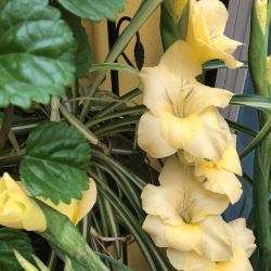 Tall spike of yellow Gladiolus blooms