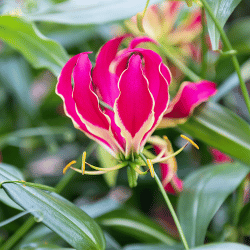Unique red and yellow climbing Gloriosa Lily with curved petals