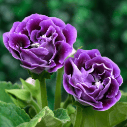 Gloxinia flowers with velvet leaves