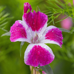 Pink and white Godetia bloom-Flowers That Start With G