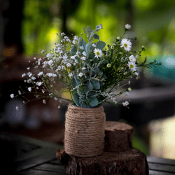 Tiny white Gypsophila flowers, also known as Baby’s Breath