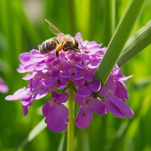 Dense Pink Iberis-Flowers That Start With I
