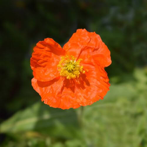 Delicate orange Iceland Poppy-Flowers That Start With I