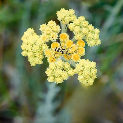 Cluster of Yellow Immortelle flowers