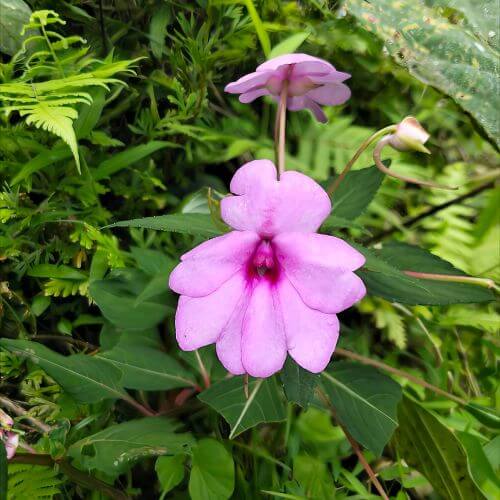 Bright pink Impatiens flowers
