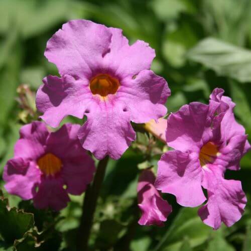 Rosy-pink trumpet-shaped Incarvillea flowers