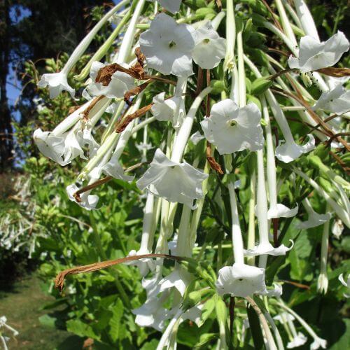 Clusters of tubular white Iochroma flowers hanging like chandeliers