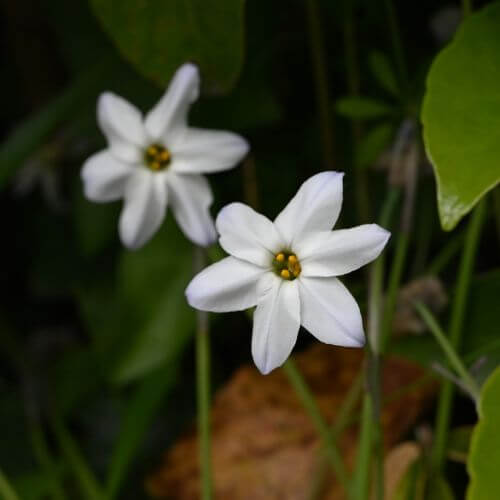 Star-shaped White Ipheion flowers