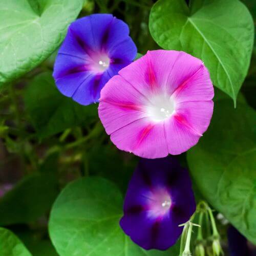 Colorful Ipomoeas also called morning glory-Flowers That Start With I