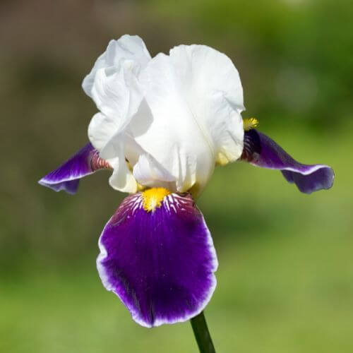 Purple and White Iris-Flowers That Start With I
