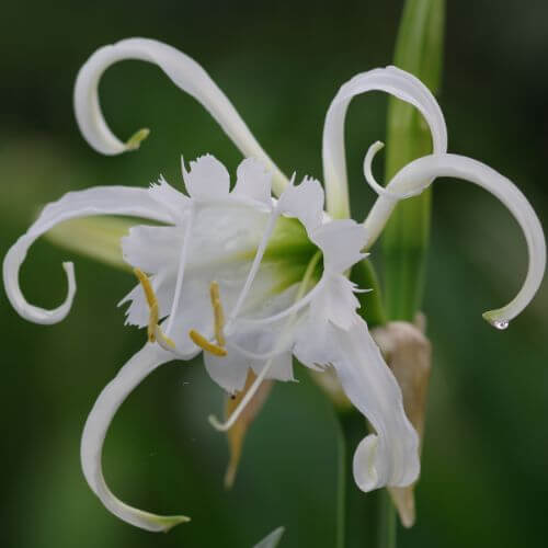 Fragrant white Ismene-Flowers That Start With I