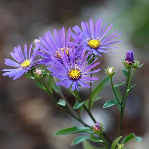 Lavender-blue Italian Aster-Flowers Starting With I
