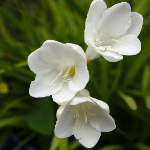 Star-shaped White Ixia flowers