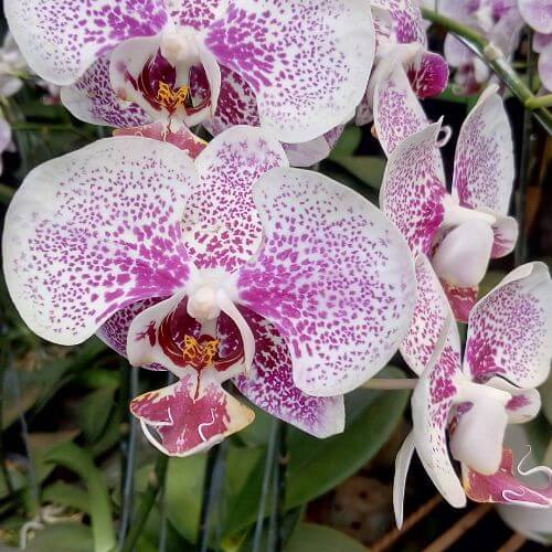 National Flower of Jasmine-Moon Orchid