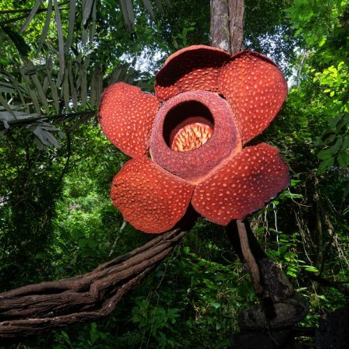 National Flower of Jasmine-Rafflesia Arnoldii