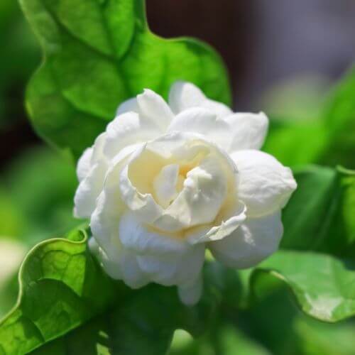 National Flower of Jasmine-White Jasmine