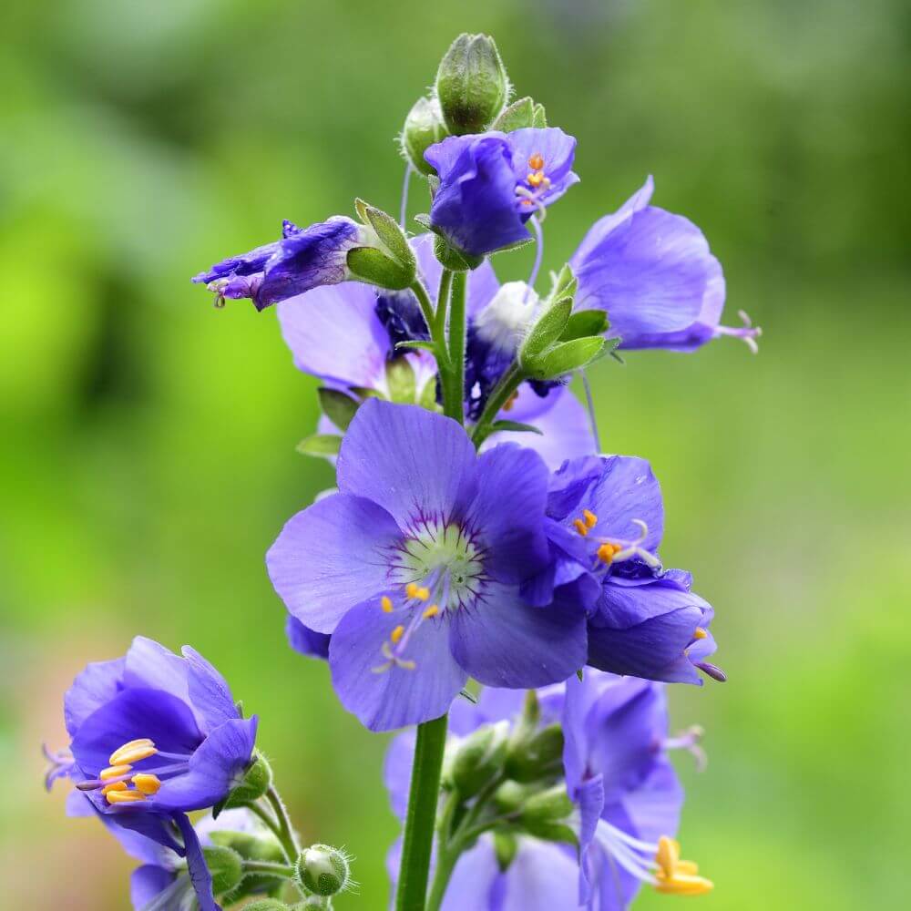 Delicate blue Jacob’s Ladder flowers