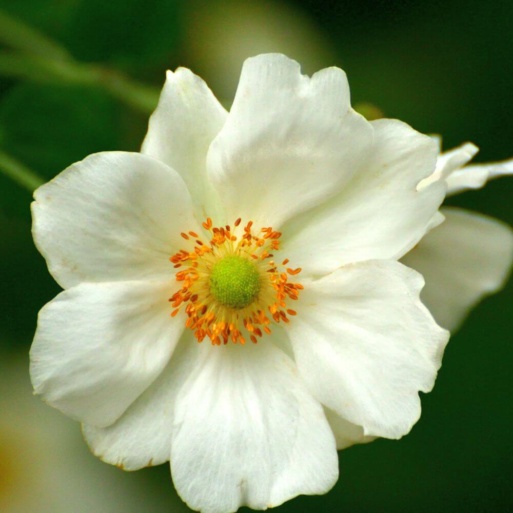 Japanese Anemone-Flowers Starting With J