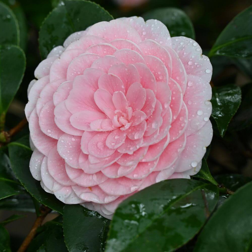 Japanese Camellia-Flowers That Start With J