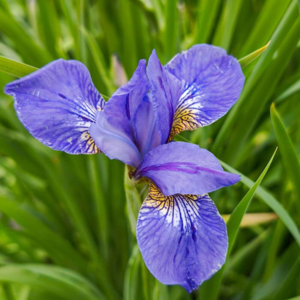 Purple Japanese Iris-Flowers That Start With Letter J
