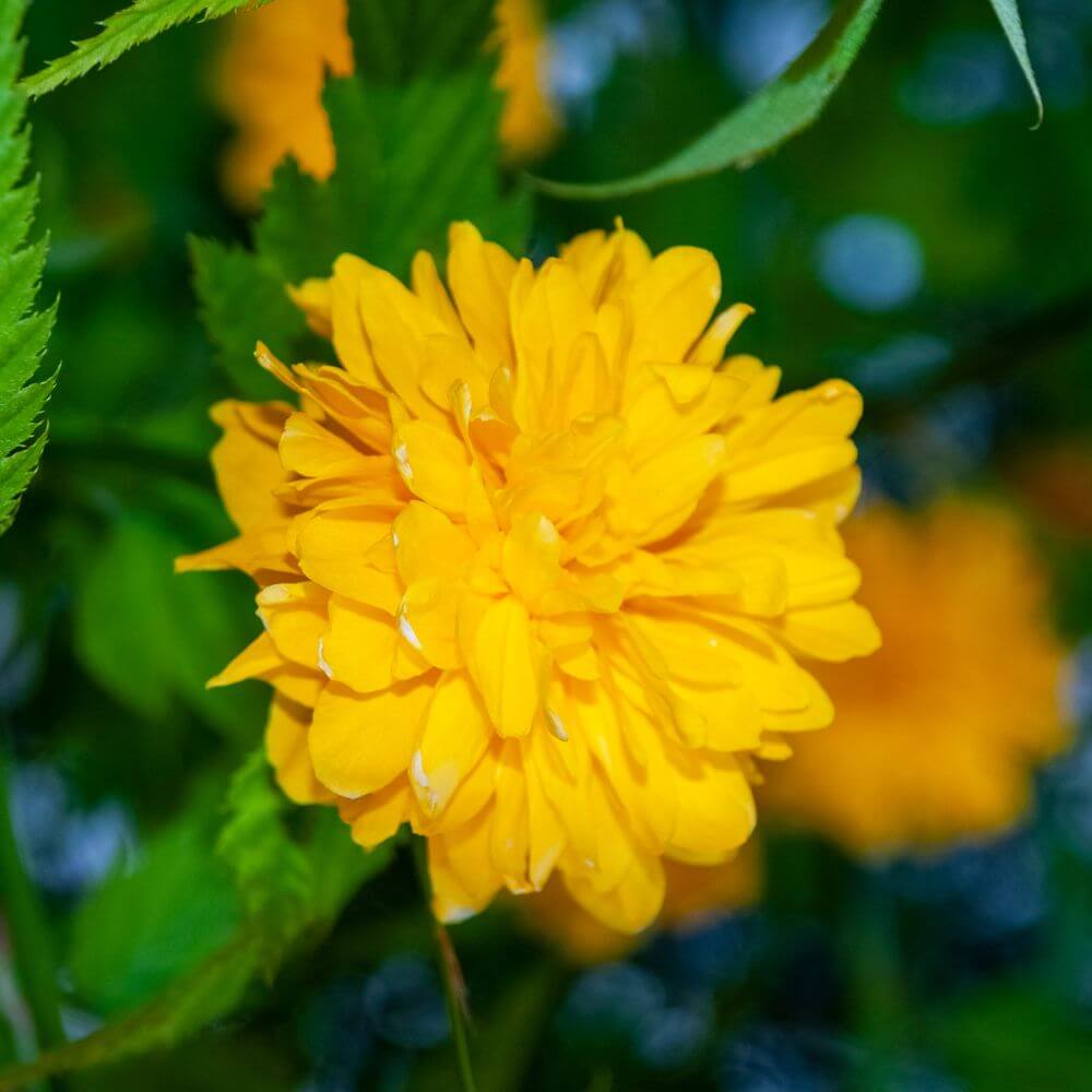 Japanese Rose-Flowers That Start With J